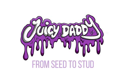 JuicyDaddy